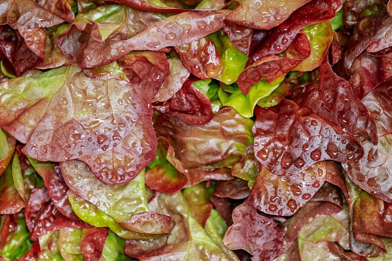 Healthy Salad Image